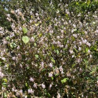 Strobilanthes viscosa var. viscosa (Arn. ex Nees) T.Anderson